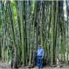 Giant Thorny Bamboo Seeds (Bambusa arundinacea)