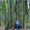 Price: €1.6 - Sementes De Bambu Bambusa Arundinacea - 