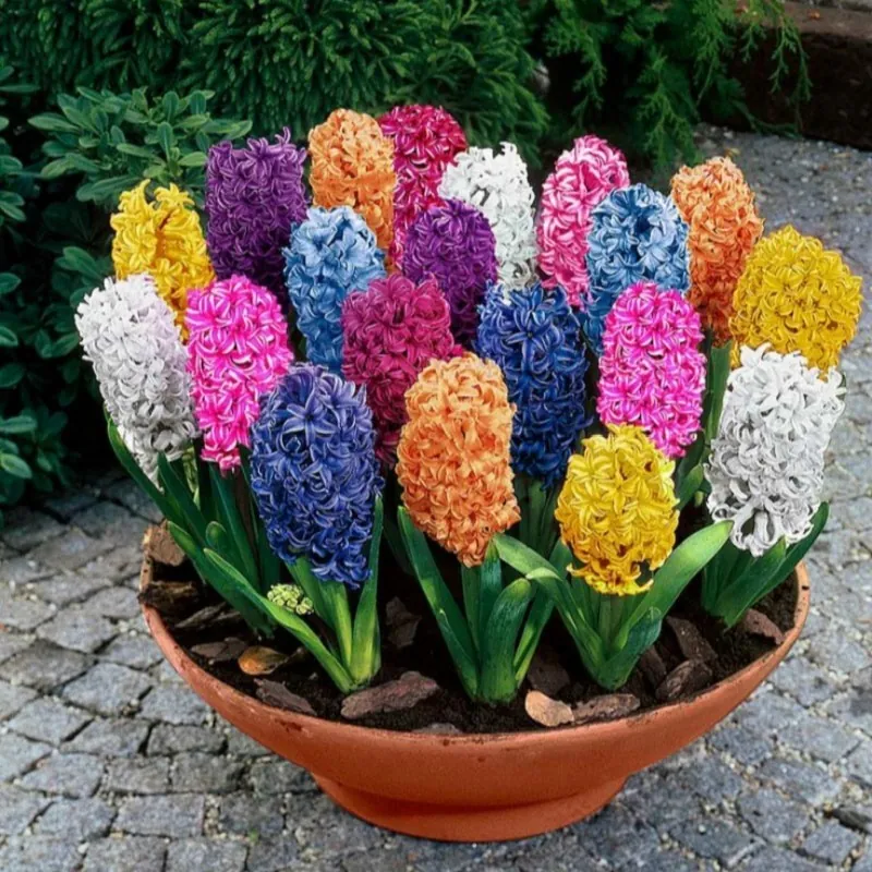 Hyacinthus orientalis bulbs (different types)