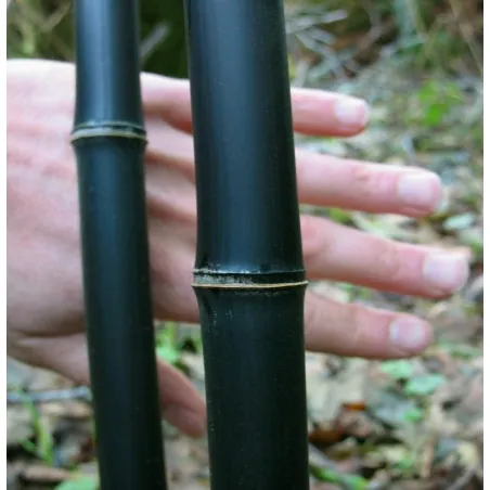 Seltene Samen des Schwarzen Bambus (Phyllostachys nigra)