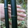 Seltene Samen des Schwarzen Bambus (Phyllostachys nigra)