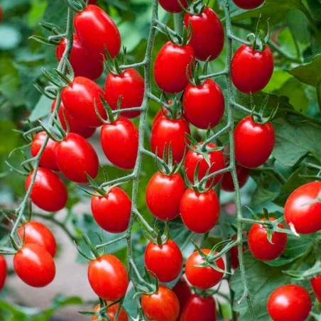 Price: €1.95 - Graines de Tomate Cherry Plum "UNO" -