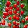 Sementes de Tomate Cherry Plum "UNO"