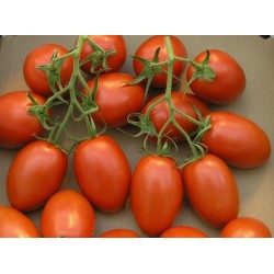 Tomaten Samen Cherry Plum "UNO" 1.95 - 2