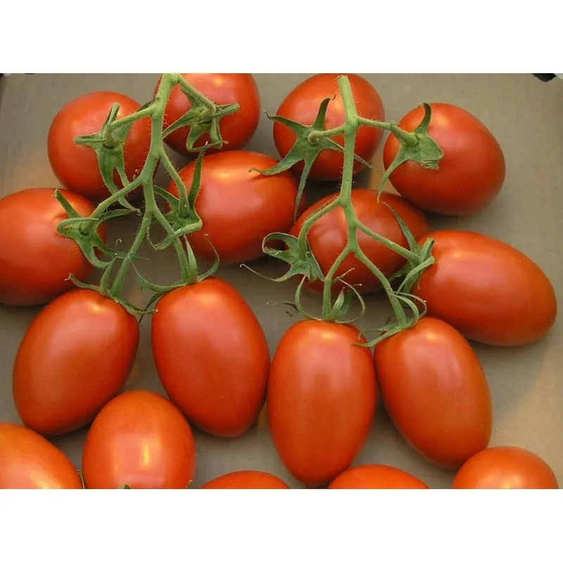 Sementes de Tomate Cherry Plum "UNO"