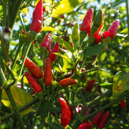 Price: €2.15 - Sementes de Pimenta Birds Eye (piri-piri, jindungo) - Seeds Gallery