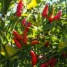 Bird's eye Chili Samen