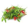 Bird's eye Chili Samen
