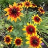 Graines de Rudbeckie hérissée plante médicinale