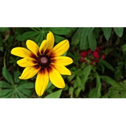 Σπόροι λουλουδιών μαυρομάτικα Susan 1.55 - 2