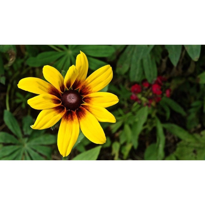 Brown-eyed Susan Seeds medicinal herb - 181.798841