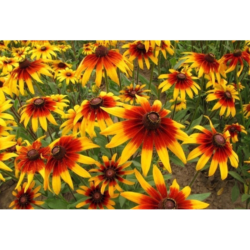 Σπόροι λουλουδιών μαυρομάτικα Susan