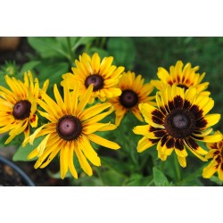 Σπόροι λουλουδιών μαυρομάτικα Susan 1.55 - 4