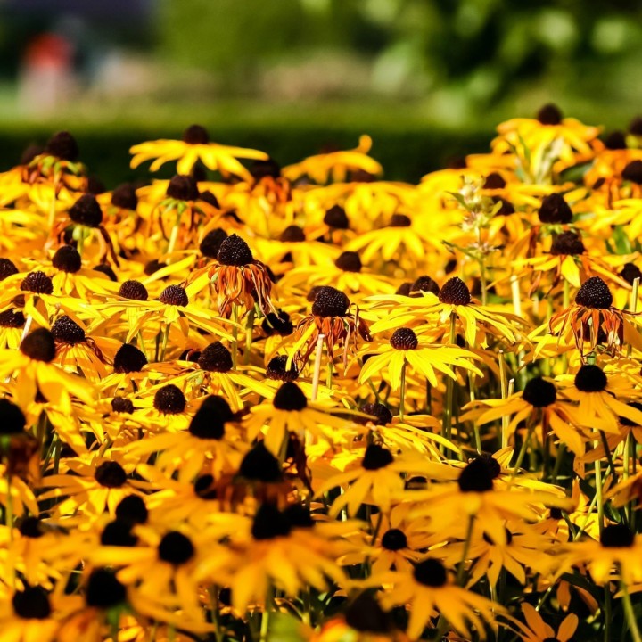 Brown-eyed Susan Seeds medicinal herb - 181.798841