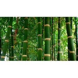 Sementes de Bambu Ferro (Dendrocalamus strictus)