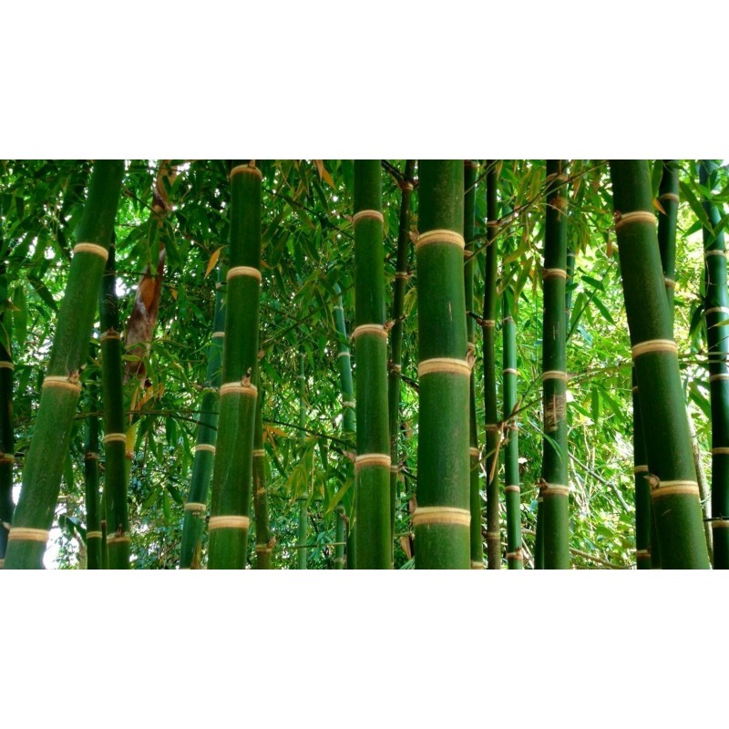 Semillas de bambú de hierro | 1,50 €