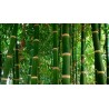 Graines de Bambou gaulette | 1,50 €