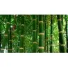 Male bamboo Seeds, Calcutta bamboo, Solid bamboo