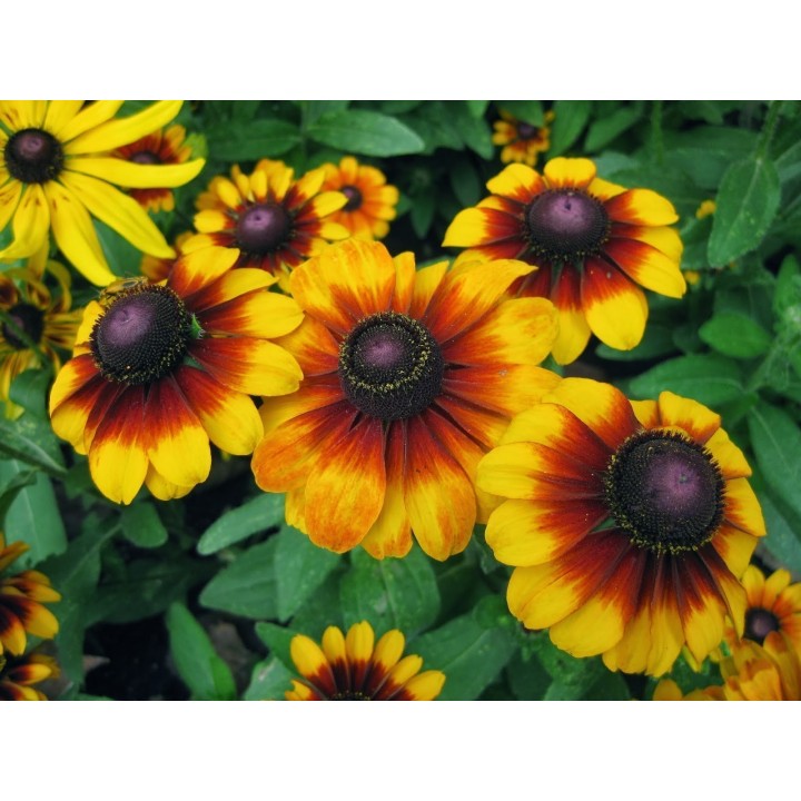Brown-eyed Susan Seeds medicinal herb - 181.798841