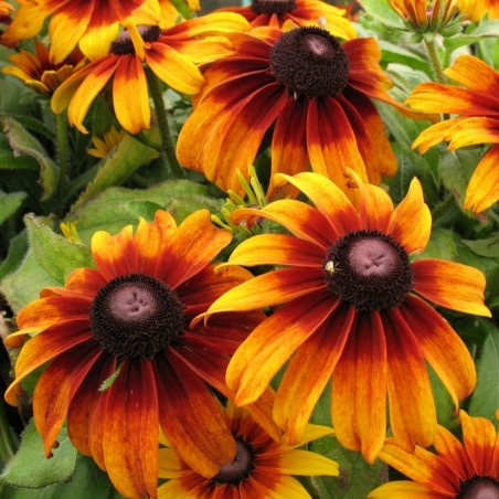 Semillas de Rudbeckia Bicolor hierba medicinal