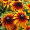 Graines de Rudbeckie hérissée plante médicinale
