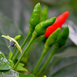 Price: €3.5 - Ζιμπάμπουε Bird Pods Chili με σπόρους - Seeds Gallery