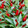 Ζιμπάμπουε Bird Pods Chili με σπόρους