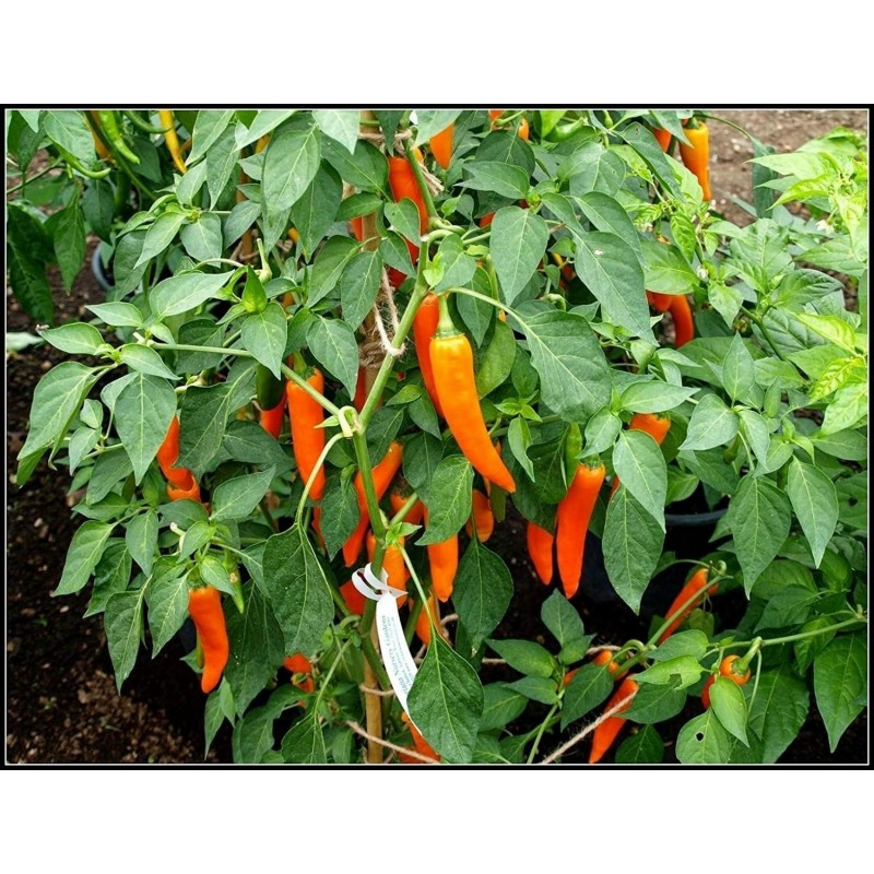 Price: €1.8 - BULGARIAN CARROT Σπόροι Τσίλι - πιπέρι - 