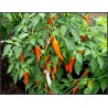 Price: €1.8 - BULGARIAN CARROT Σπόροι Τσίλι - πιπέρι - 