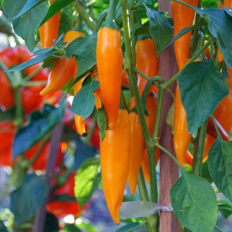 Price: €1.8 - BULGARIAN CARROT Σπόροι Τσίλι - πιπέρι -