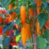 Price: €1.8 - BULGARIAN CARROT Σπόροι Τσίλι - πιπέρι - 