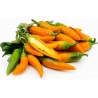 Price: €1.8 - BULGARIAN CARROT Σπόροι Τσίλι - πιπέρι - 
