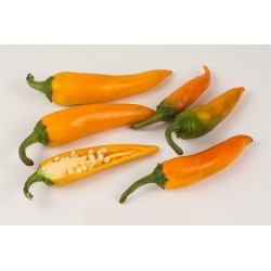 Bulgarian Carrot Chili Pepper Seeds 1.8 - 6