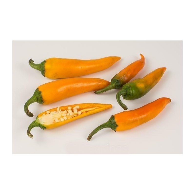 Price: €1.8 - BULGARIAN CARROT Σπόροι Τσίλι - πιπέρι - 