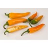 Price: €1.8 - BULGARIAN CARROT Σπόροι Τσίλι - πιπέρι - 