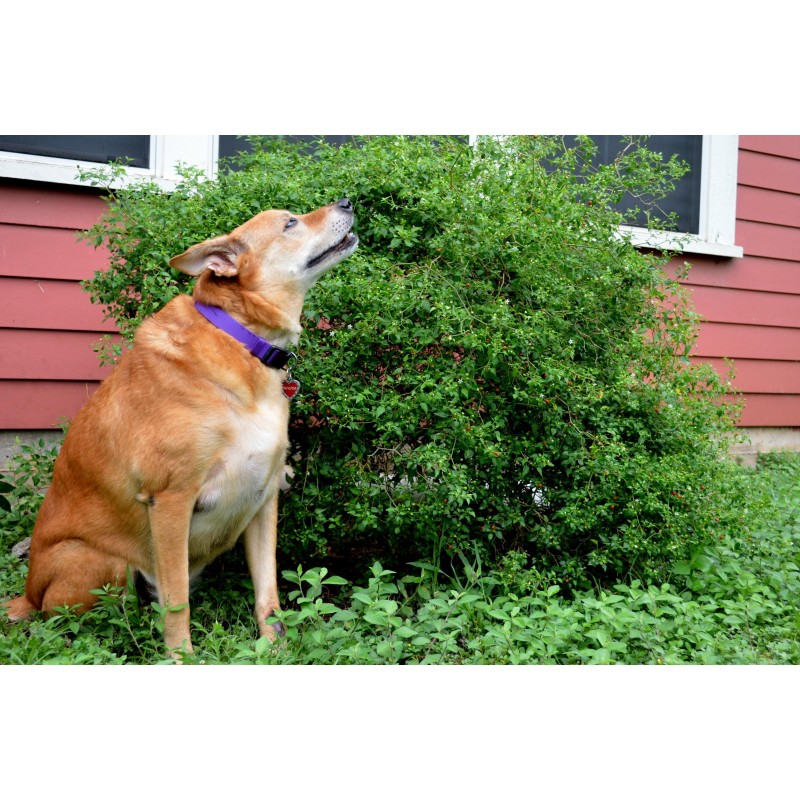 Price: €1.5 - Sementes de Pimenta Chiltepin ou Tepin - Seeds Gallery
