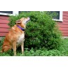 Price: €1.5 - Tepin - Chiltepin Chili Samen - Seeds Gallery