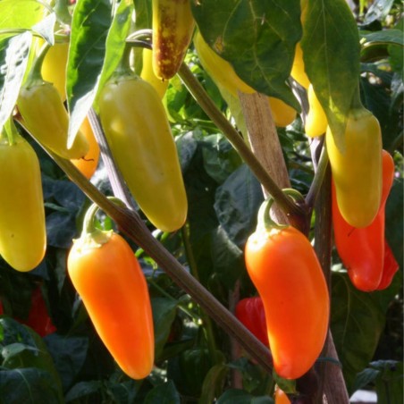 Price: €1.75 - Graines de piment Numex Pinata - Seeds Gallery