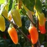 Semillas De Pimiento Numex Piñata