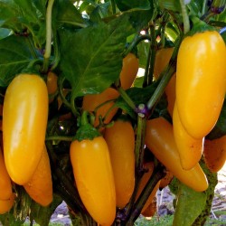 Price: €1.75 - Σπόροι Τσίλι Numex Pinata - Seeds Gallery