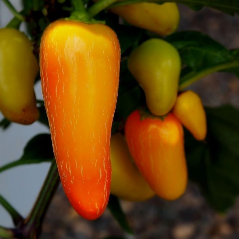 Price: €1.75 - Chili Seme Numex Pinata - Seeds Gallery