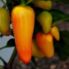 Price: €1.75 - Chili Seme Numex Pinata - Seeds Gallery