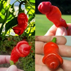 Price: €3 - Sementes Pimenta Penis Pepper Peter Diferente E Exótica - Seeds Gallery
