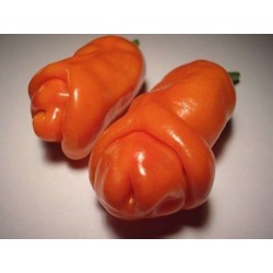 Semillas de Pimiento Penis Chili - Erotico Rojo 3 - 3