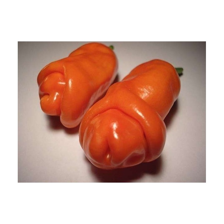 Penis Chili Seeds - 351.868725