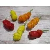 Penis Chili Seeds