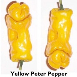 Penis Chili Seme Crveni ili Zuti (Peter Pepper) 3 - 6