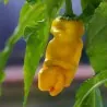 Σπόροι Τσίλι - πιπέρι Penis Chili (Peter Pepper)