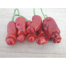 Semillas de Pimiento Penis Chili - Erotico Rojo 3 - 13