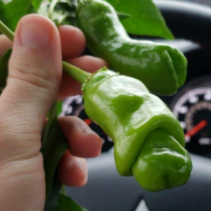 Price: €40 - Τσίλι - πιπέρι Penis Chili 100 Σπόροι - 